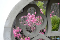 中国庭園の花