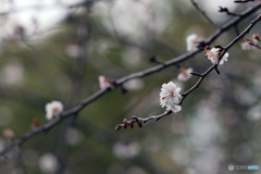 １月２２日の十月さくら