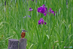 カワセミと菖蒲