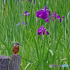 カワセミと菖蒲