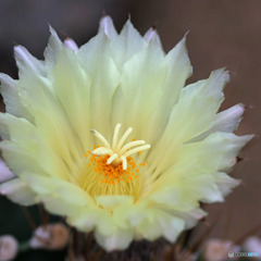 サボテンの花