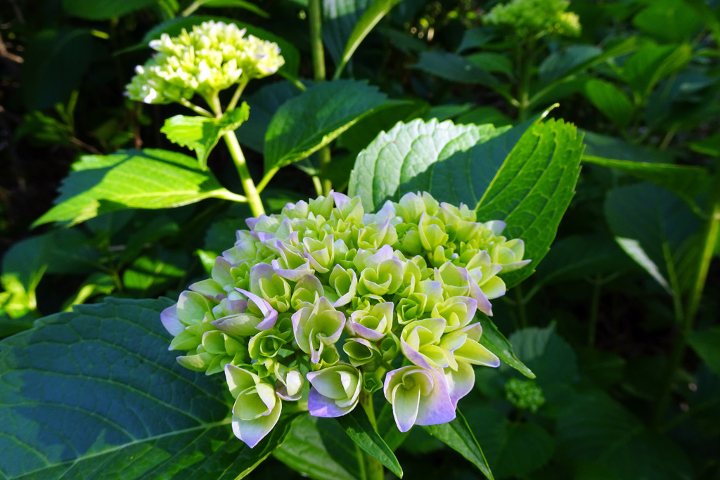 花の谷のアジサイ