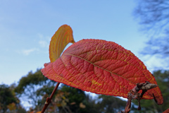 サラサウツギの紅葉