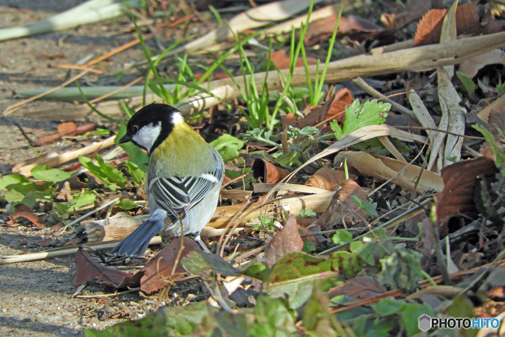 シジュウカラ