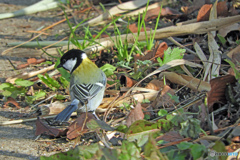 シジュウカラ