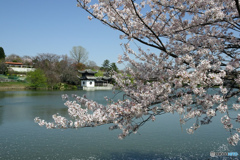 大池淵の桜