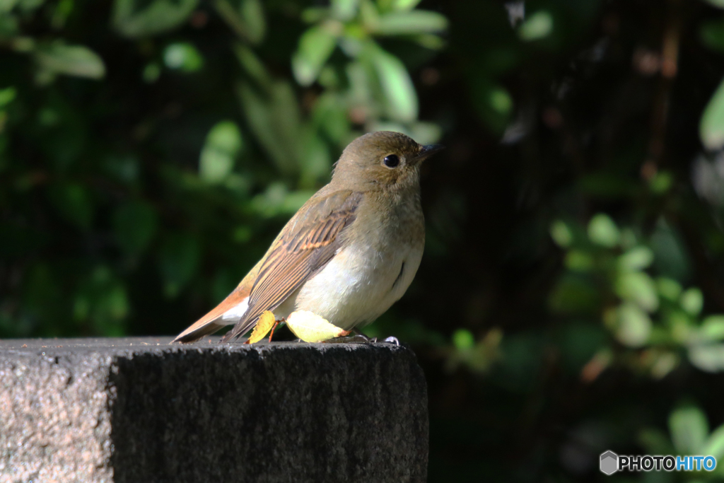 キビタキ♀幼鳥かも