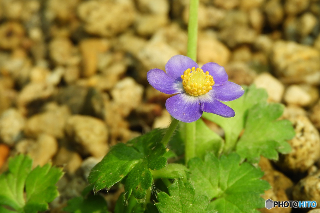 アネモネ・オブツシロバ
