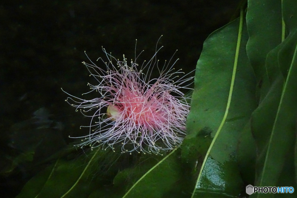 水面のサガリバナ