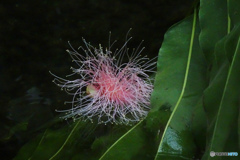 水面のサガリバナ