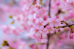 河津桜