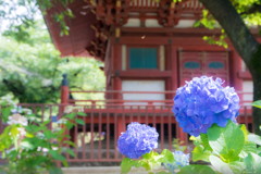 喜多院の紫陽花