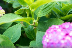 アマガエルと紫陽花