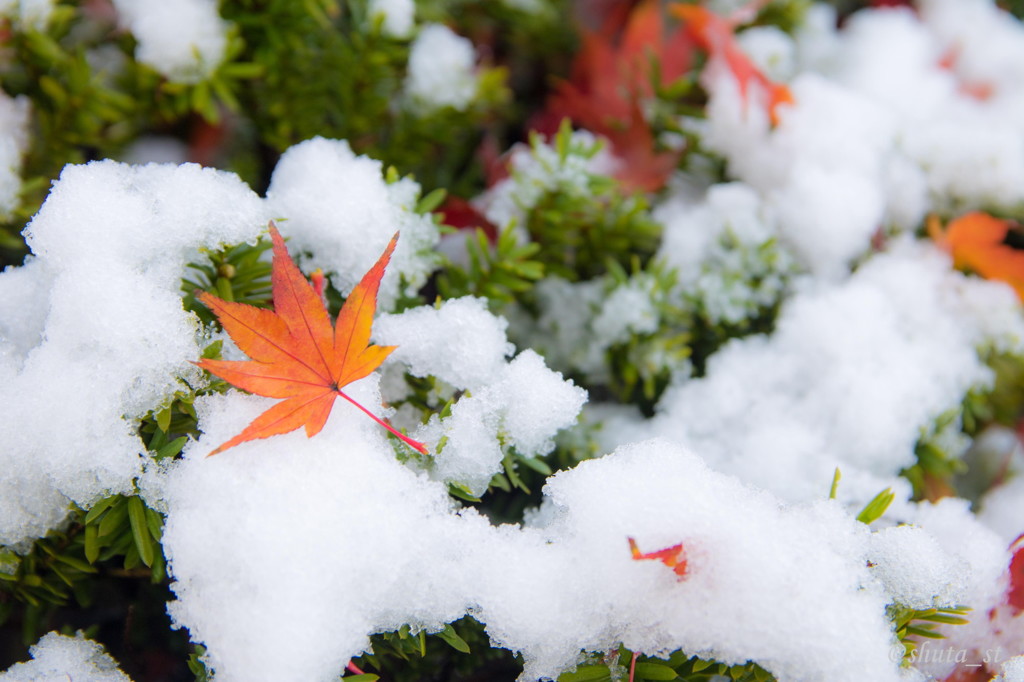 雪と紅葉