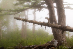霧の森