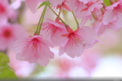 河津桜