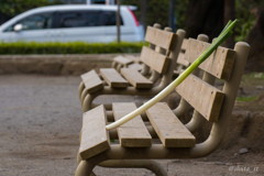 長ネギを連れて公園に遊びに行きました