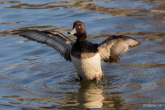 キンクロハジロ