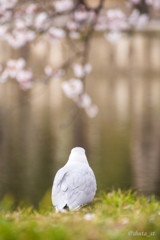 お花見するカモメ