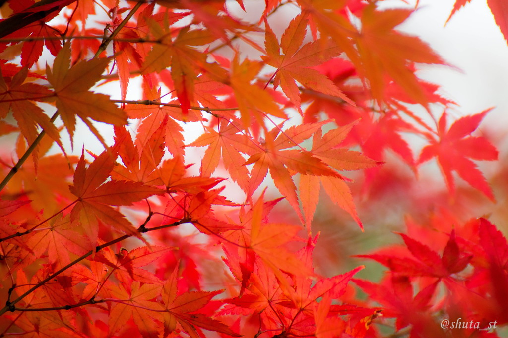 紅葉