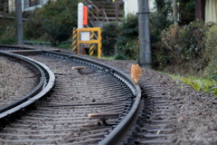 線路を歩く猫