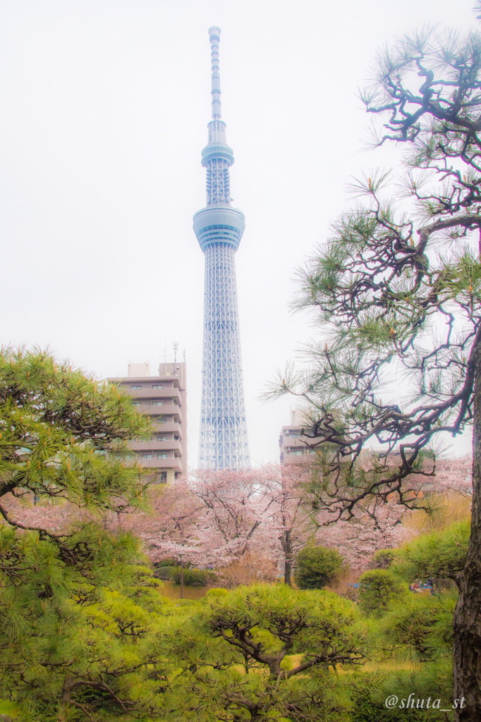 スカイツリーの春