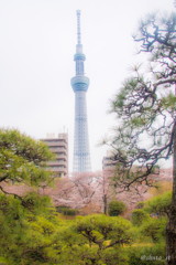 スカイツリーの春