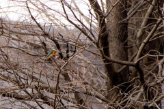 沼を見下ろすカワセミ
