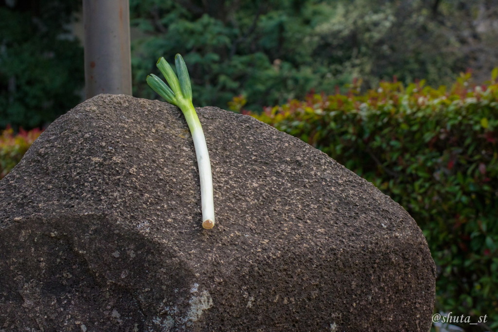長ネギを連れて公園に遊びに行きました