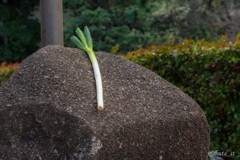 長ネギを連れて公園に遊びに行きました