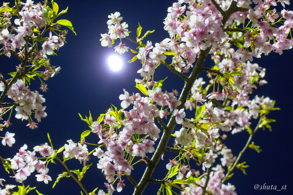 月と桜