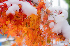 雪と紅葉