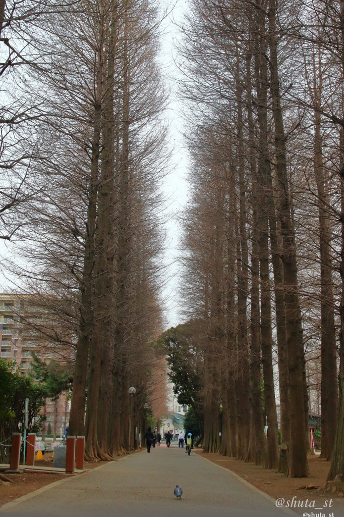 お散歩ハト