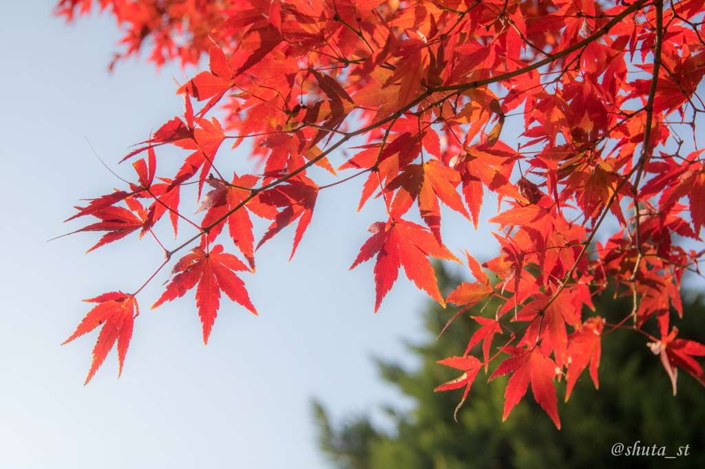 紅葉