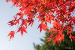 紅葉