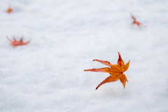 雪と紅葉