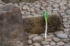 長ネギを連れて公園に遊びに行きました