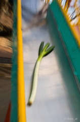 長ネギを連れて公園に遊びに行きました