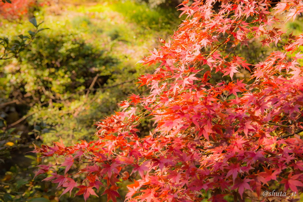 紅葉
