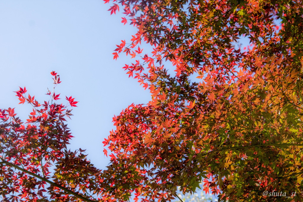 紅葉