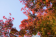 紅葉