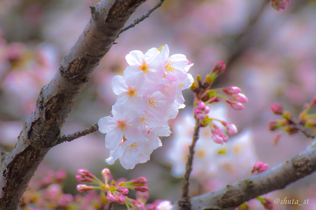 桜