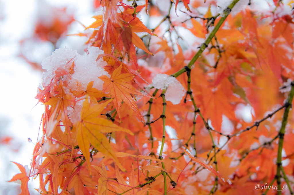 雪と紅葉