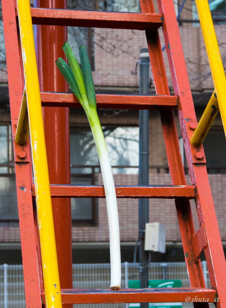 長ネギを連れて公園に遊びに行きました