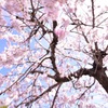 風を受けて