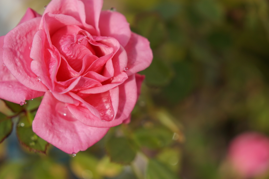 綺麗に咲きました！1