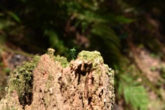 小人たちの山小屋