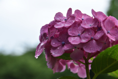 雨上がり
