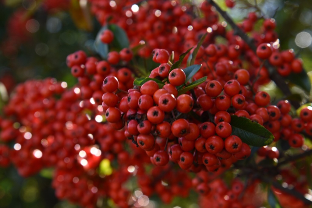 IMG_1908赤い実…