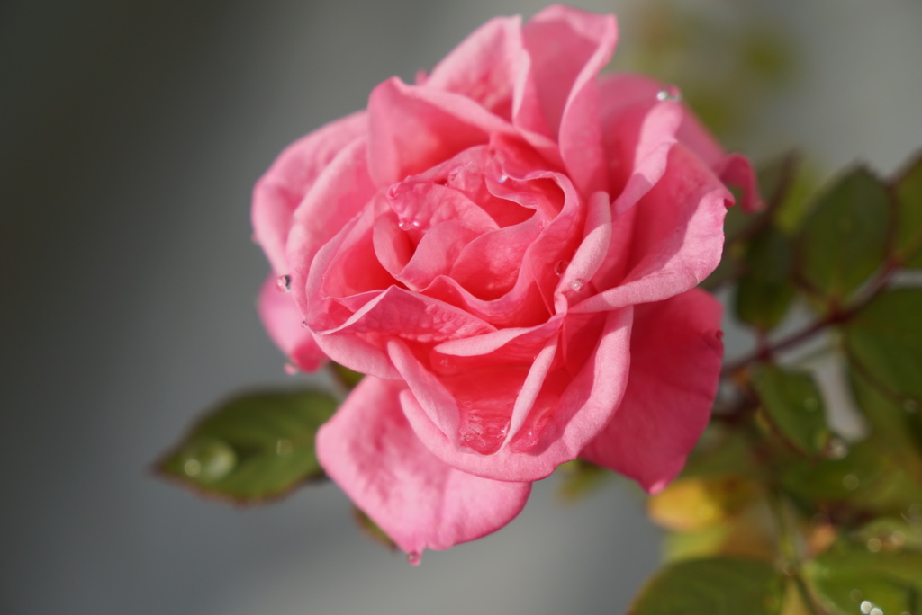 綺麗に咲きました。2